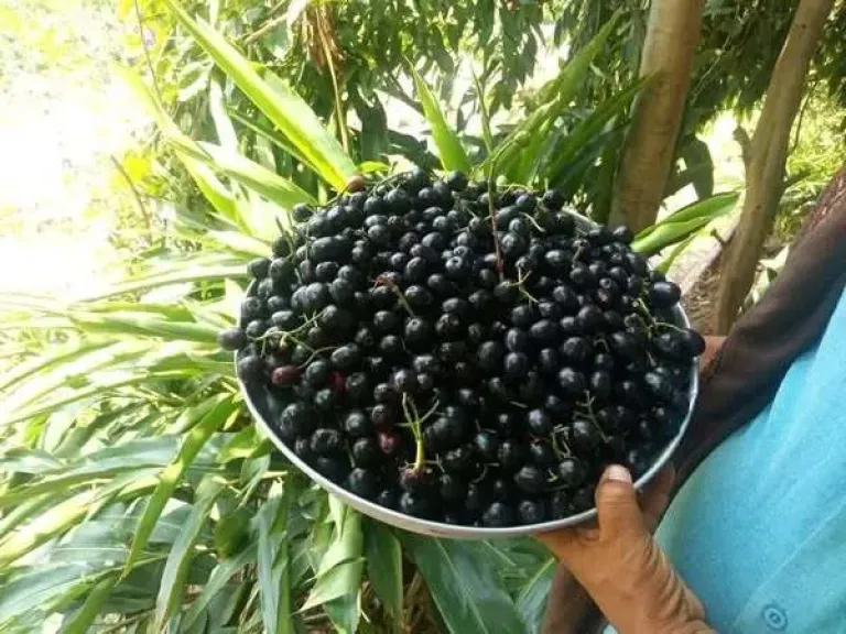 إنجاز يمني يُخلّد في الذاكرة.. ريمة تُنتج أول زيتون يمني بجودة عالية